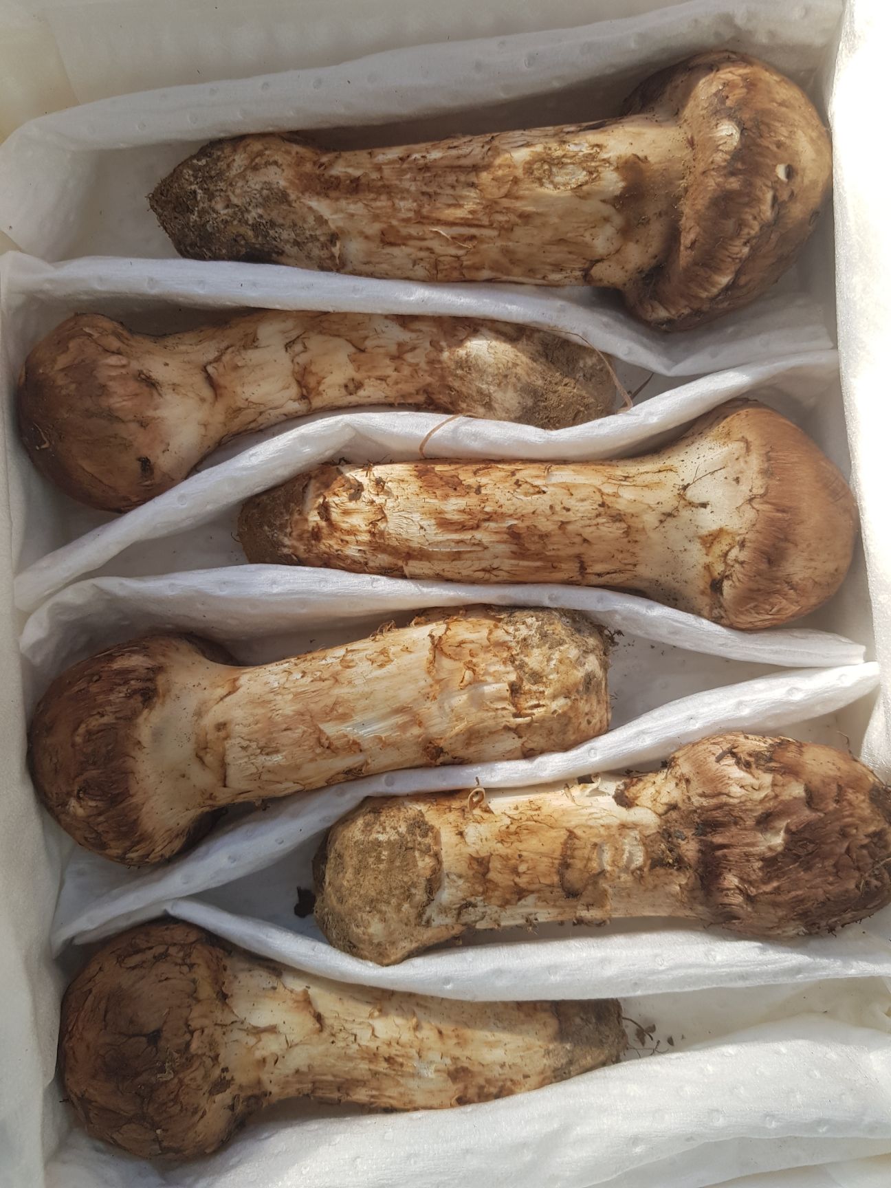 长白山松茸 鲜货 9cm-12cm 未开伞  