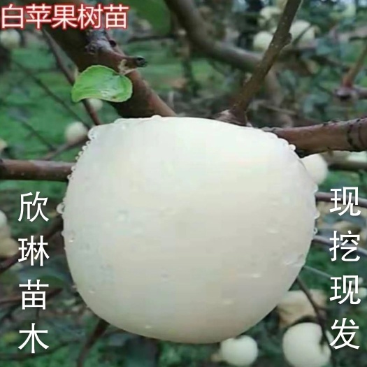 平邑县奶油富士苹果苗 优质白奶苹果树苗品种纯正基地直销南北方均可种植