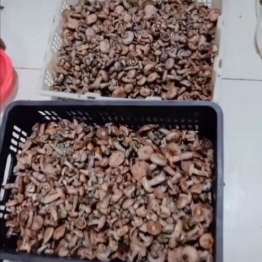永顺县松树菌  乌菌批发，每天可供应2000斤，要货提前私详谈