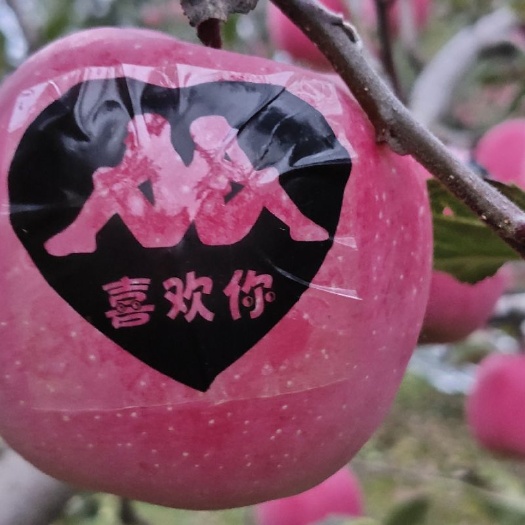 静宁县高原苹果  【规格说明】：80起步上不封顶优质好货，质量上乘，口感脆甜，