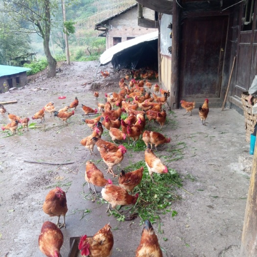 毕节鸡肉类 吃了味道你才知道是不是好，有喜欢的联系我1828674416