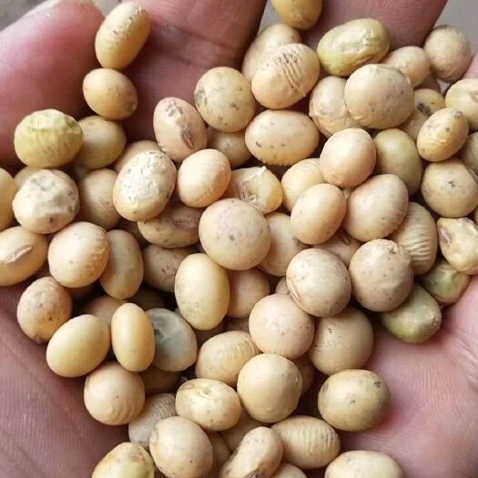 天门市大豆  早豆，湖北地区，豆制品专用，代收代办发货全国各地，欢