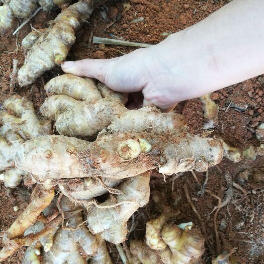 德化县 沙地老黄姜