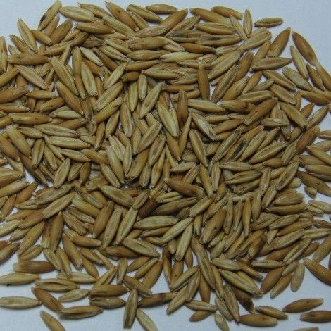 燕麦种子边锋燕麦牧草种子高产量饲料高营养 热卖春秋季种植
