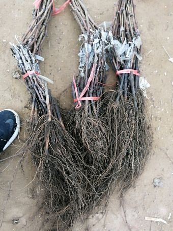 咸阳蓝宝石葡萄苗 