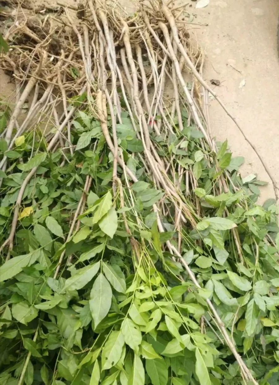 多花紫藤树苗藤本花卉攀爬庭院爬藤植物盆景老桩紫藤品种齐全