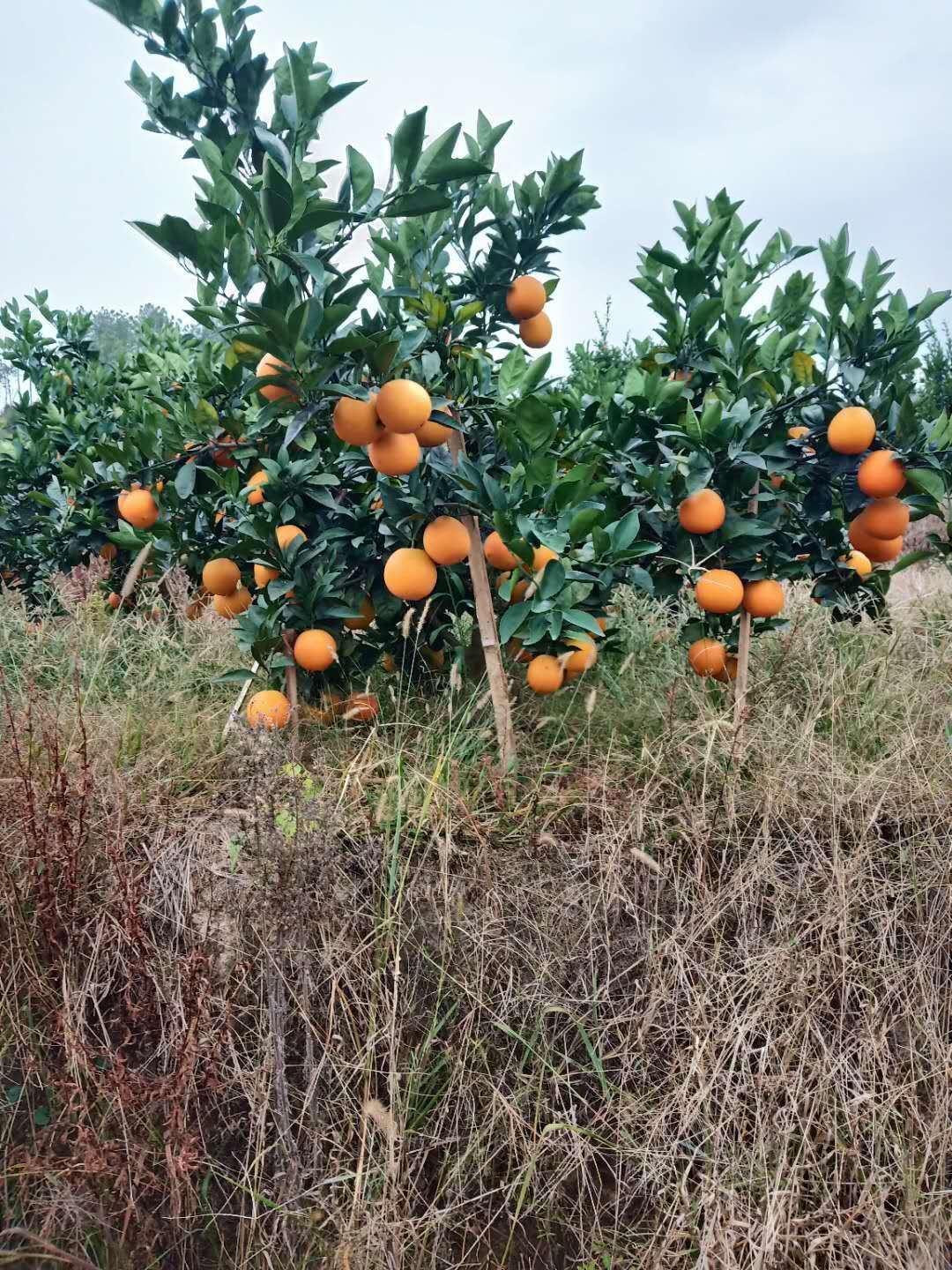 爱媛橙  爱媛38号果冻橙10000斤起批65起步单价3.3一斤