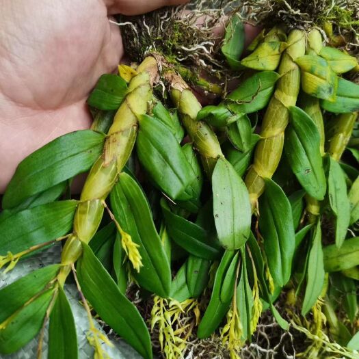 沧源县珍虫石斛