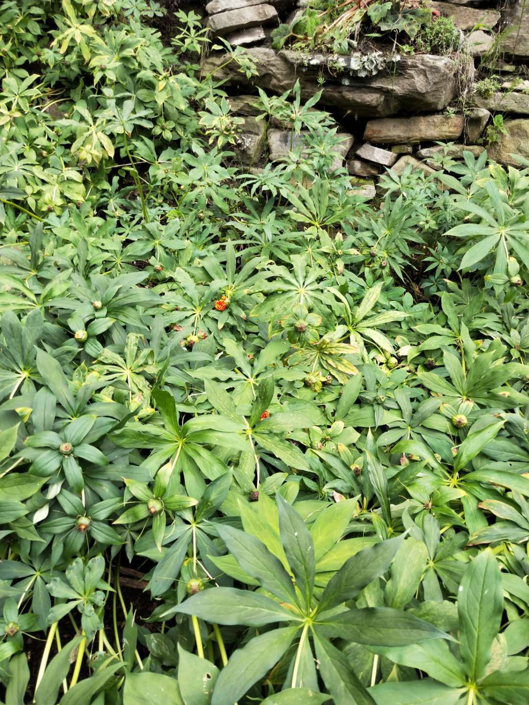 重楼种子  华高杆重楼种籽，多芽籽自产自销，一手货源