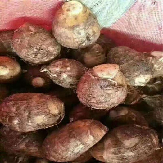 沂水县毛芋头种  豆包芋头产地批发5820芋头质量保证全国发货
