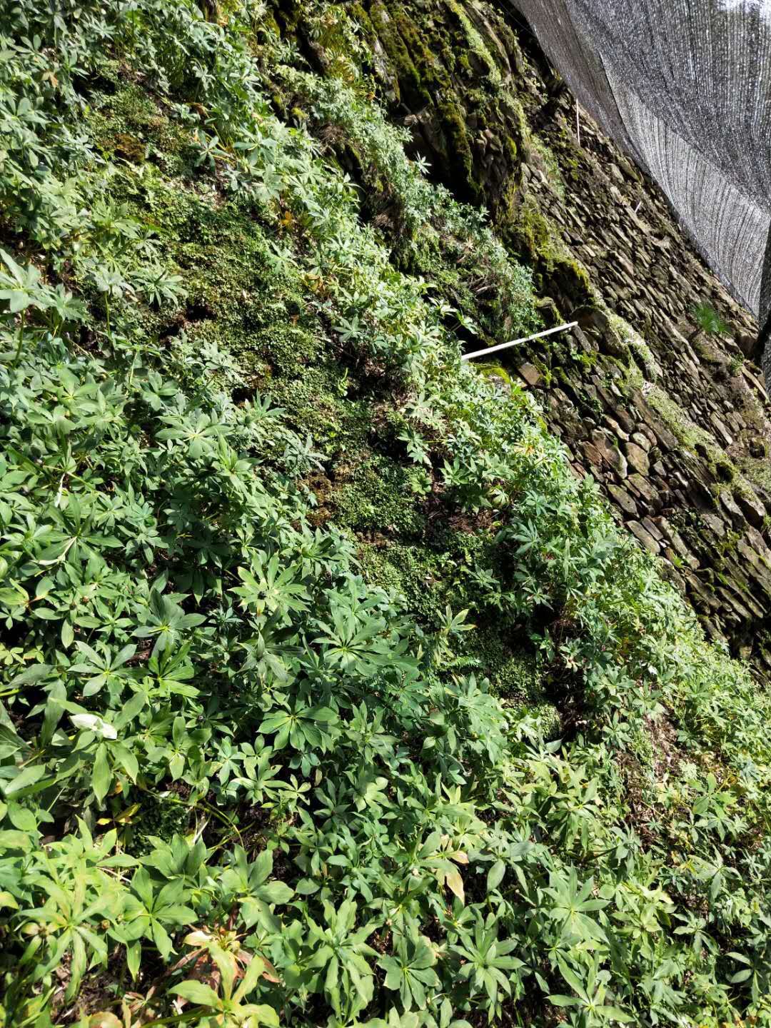 重楼种子  华高杆重楼种籽，多芽籽自产自销，一手货源