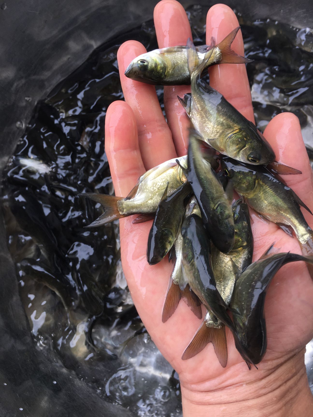  缩骨大头鱼苗 胖头鱼苗 缩骨花鲢仙骨大头苗锁骨大头包邮谈水鱼