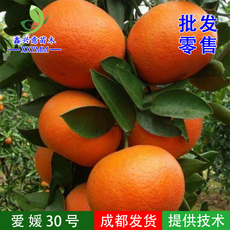简阳市爱媛30号柑桔苗  基地直销，保证品种，泥浆保湿，全国包邮。