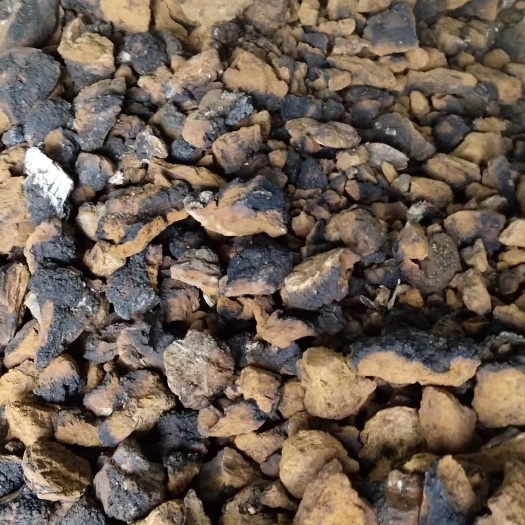 白桦茸 桦树茸