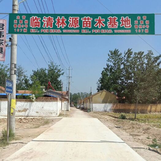临清市107杨树苗——无絮杨鲁林9号杨基地直销