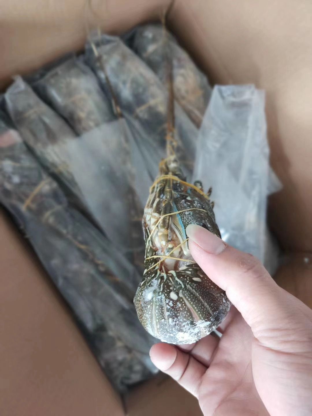 小青龙龙虾  小青龙虾  全规格，小青龙
