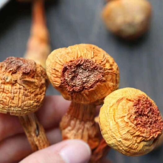安国市干松茸  姬松茸 干货 味道鲜美 量大从优