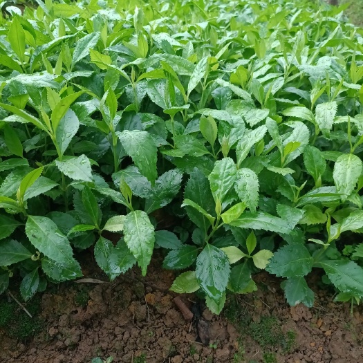 赣州基地直发草珊瑚种苗