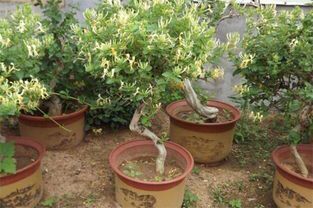 平邑县四季金银花苗 大小盆载金银花，地载金银花，幼苗。现起现卖。