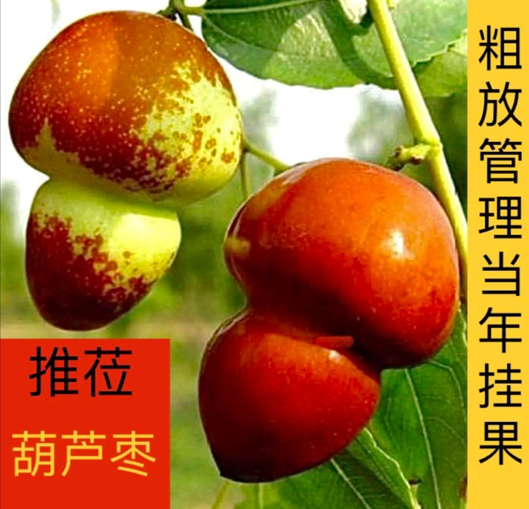 葫芦枣苗 葫芦枣树苗满堂红枣树苗品种齐全质量保证现挖现发