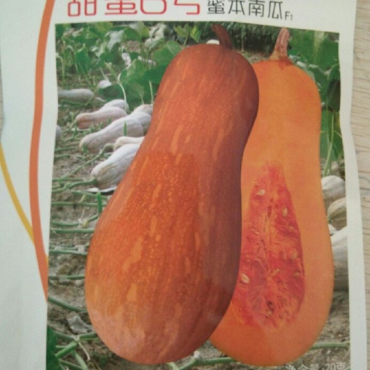 厦门蜜本南瓜种子  蜜本南瓜      耐热  耐湿 淀粉细腻 口感香甜