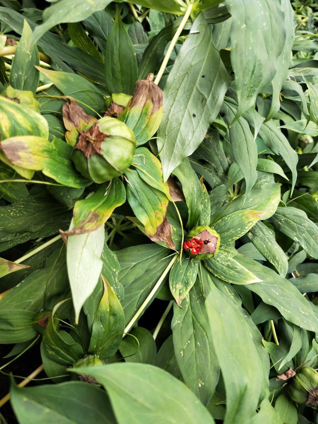 重楼种子  华高杆重楼种籽，多芽籽自产自销，一手货源