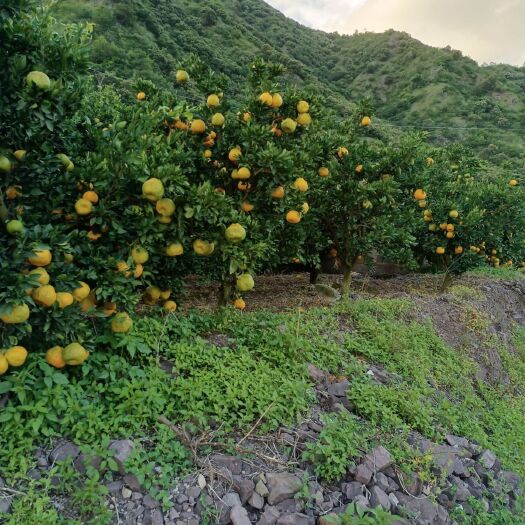 建水县 云南蜜桔大量上市