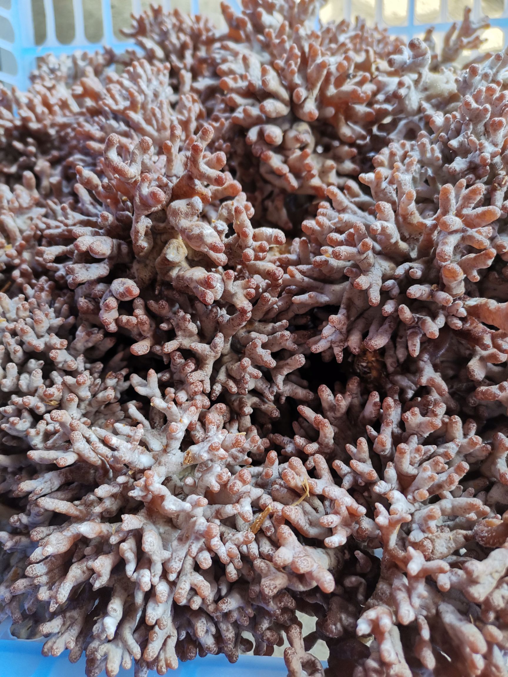 新鲜
龙爪菇   有量有品质  快递送达
