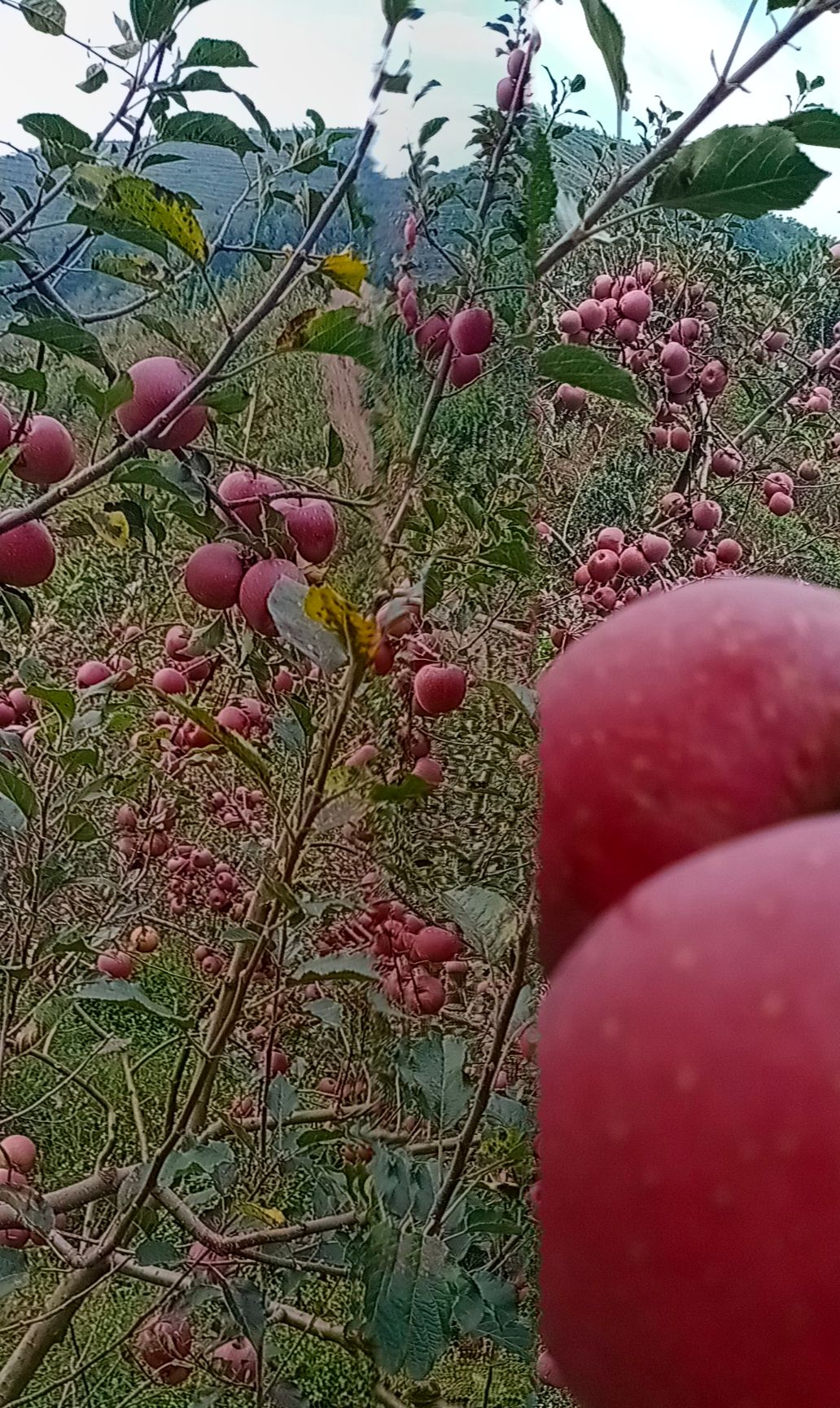 昭通苹果 云南昭通糖心苹果，