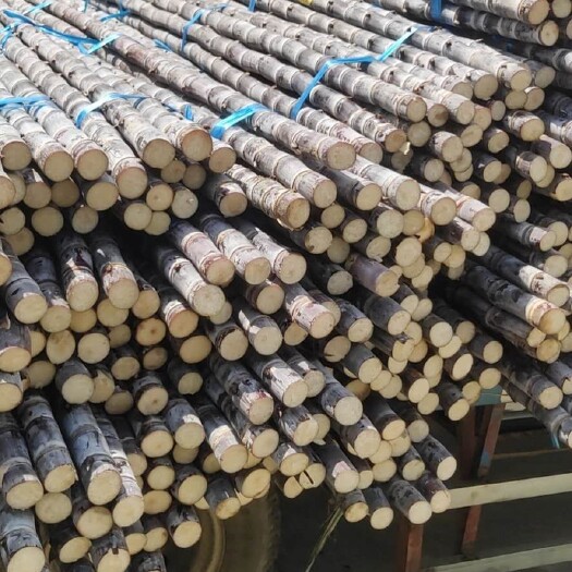 松滋市 广西黑皮甘蔗脆甜果蔗现货批发