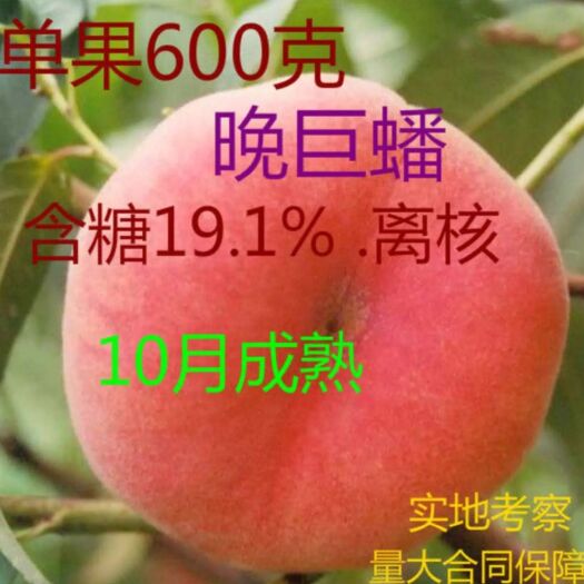 平邑县黄金蟠桃树苗 蟠桃苗红蟠黄蟠油蟠品种齐全基地直销现挖现发保证品种保证成活率