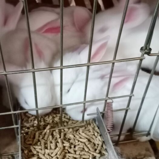普安县肉兔  普安，幼兔，不会养的可以教技术，诚信走的会更远，有