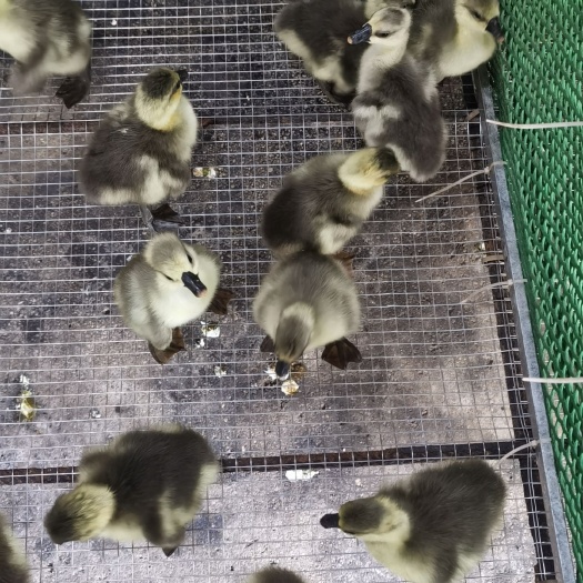 阳江阳江鹅 8-10斤 统货 半圈养半散养