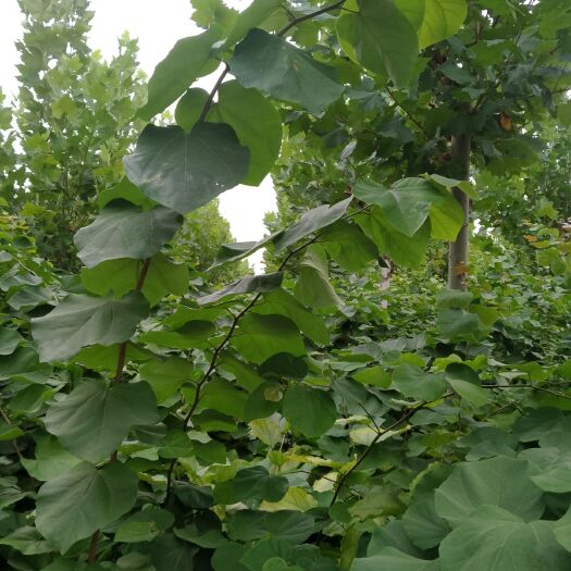 鄢陵县巨紫荆一年苗
