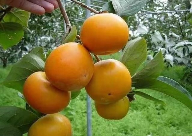 平邑县脆柿苗  甛柿子树苗