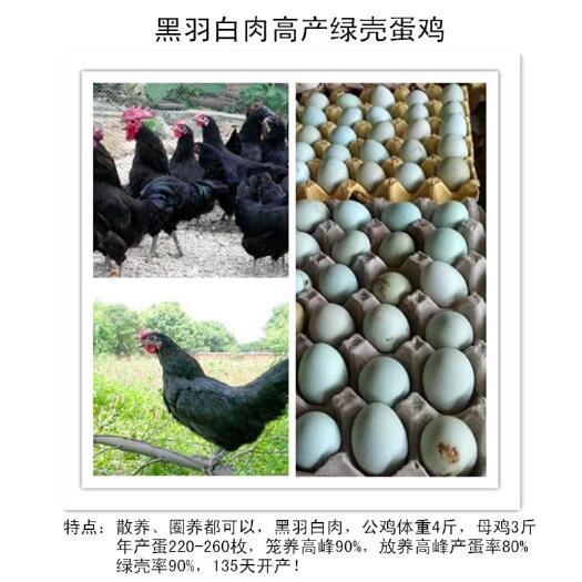 简阳市土鸡苗 高产绿壳蛋鸡