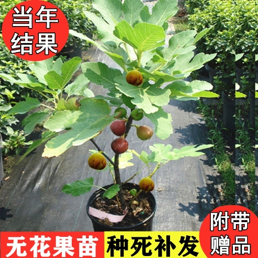 平邑县青皮无花果树苗  波姬红无花果苗当年结果适宜南北方种植