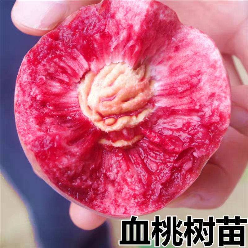 血桃苗  新品种中华紫肉血桃树苗嫁接苗适宜南北方种植当年结果包死苗补发