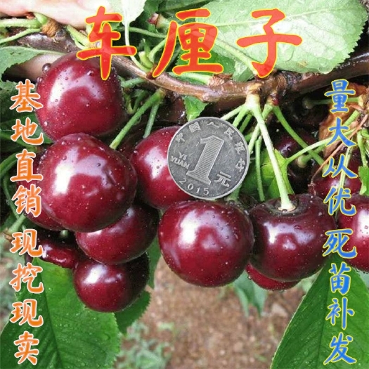 樱桃苗  嫁接车厘子樱桃树苗，南北方种植庭院种植，当年结果，盆栽地栽苗