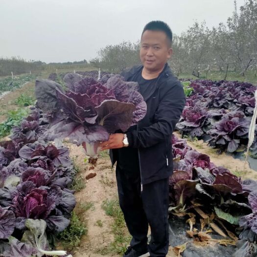 兴平市紫白菜 净菜 