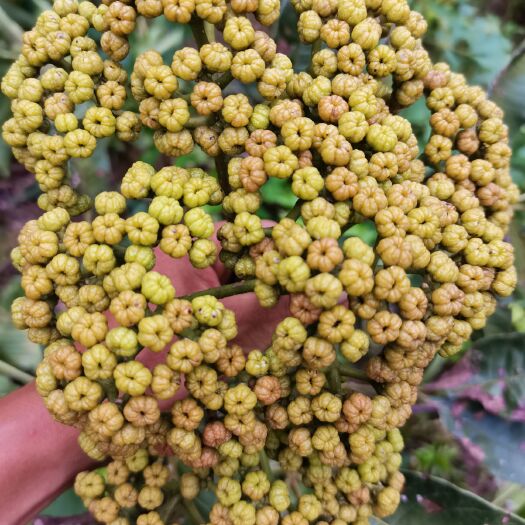 兴国县吴茱萸  中花莫茱萸