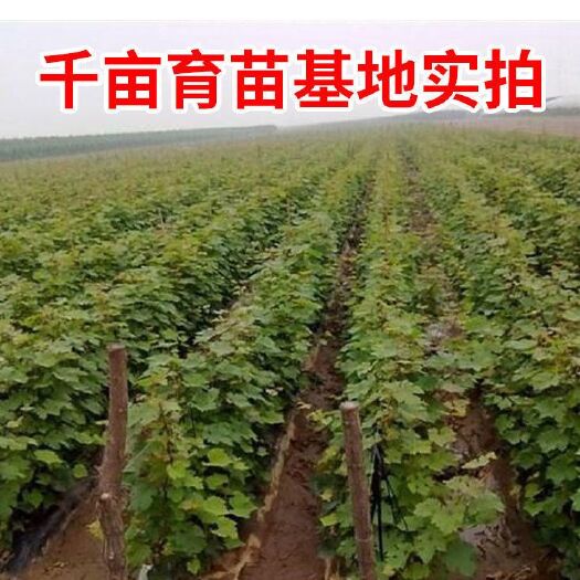平邑县巨峰葡萄苗  葡萄小苗  基地直发  现挖现发货  品种保证