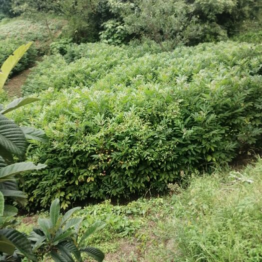 营山县吴茱萸苗，吴茱萸苗基地，吴茱萸苗批发