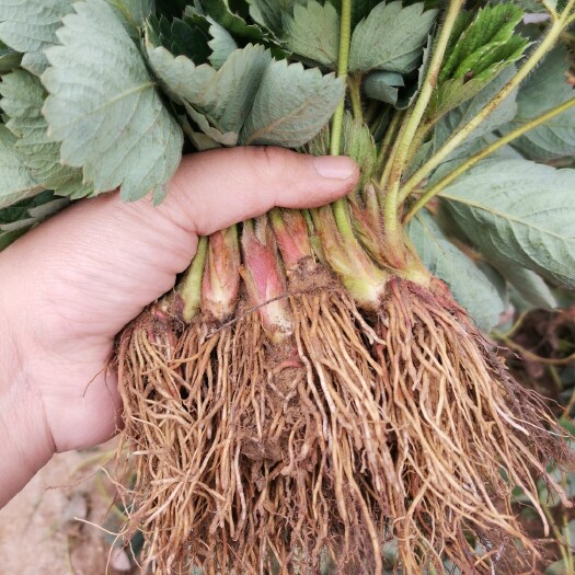 平邑县红颜草莓苗美十三带土四季阳台盆栽南方露天种植食用奶油红颜