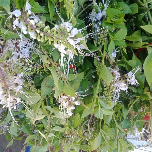 儋州市猫须草 