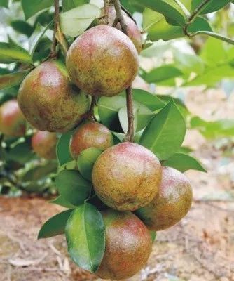 远安县油茶籽 野生油茶子