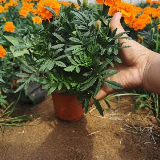 青州市孔雀草菊花苗  好品质孔雀草，质量优，价格便宜