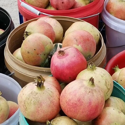 卫辉市突尼斯软籽石榴  软籽石榴  皮薄汁多 自家果园   价格优惠