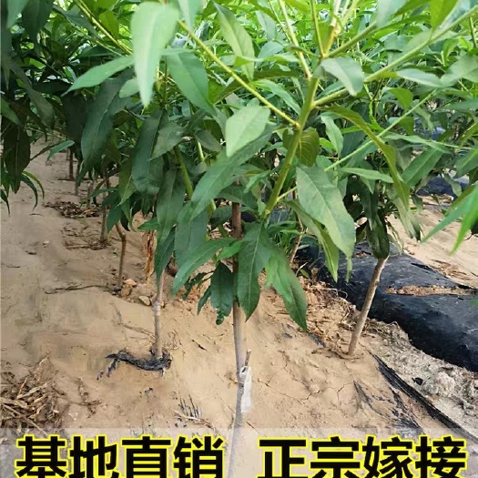 平邑县金童5号黄桃苗  桃树嫁接苗   粗度1.2至1.8公分   下单现挖现发货