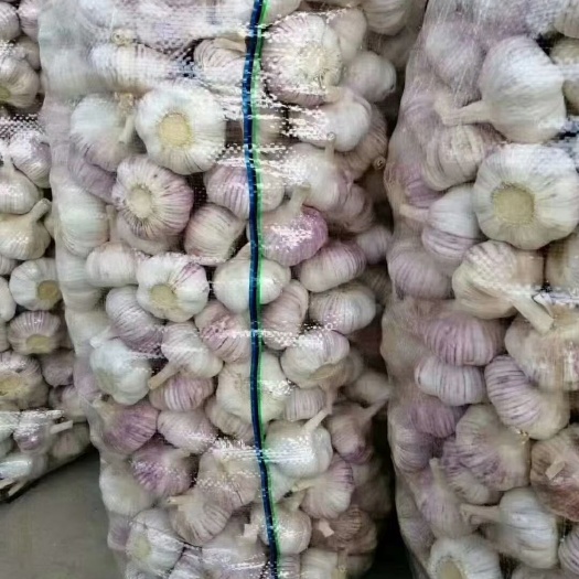 金乡县白皮大蒜 金乡大蒜常年供应